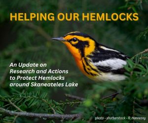 Helping our Hemlocks