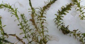 Hydrilla photo