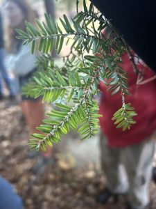 Hemlock Woolly Adelgid